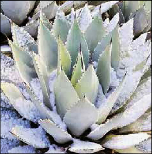 agave in snow