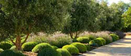 landscape design online class