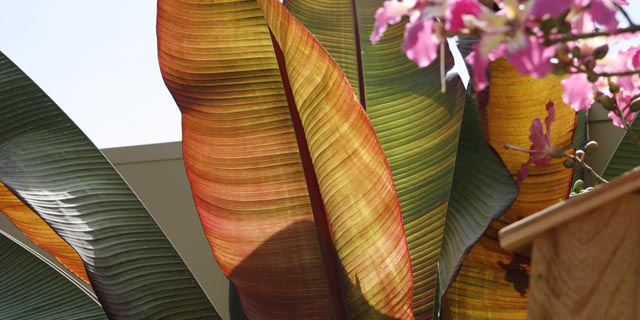 Making the most of a planting.